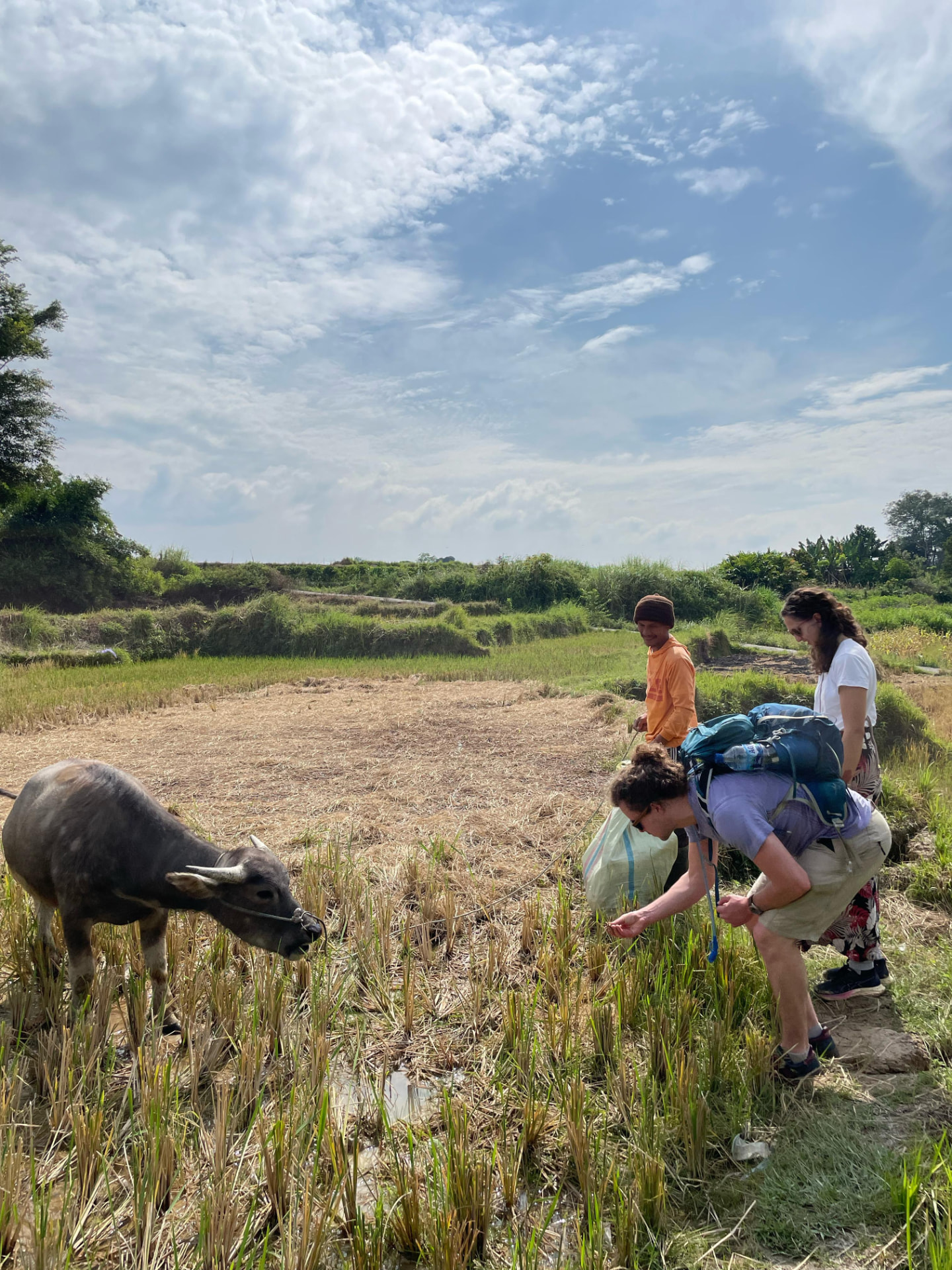 Guests meeting a water buffalo in a freshly harvested rice field