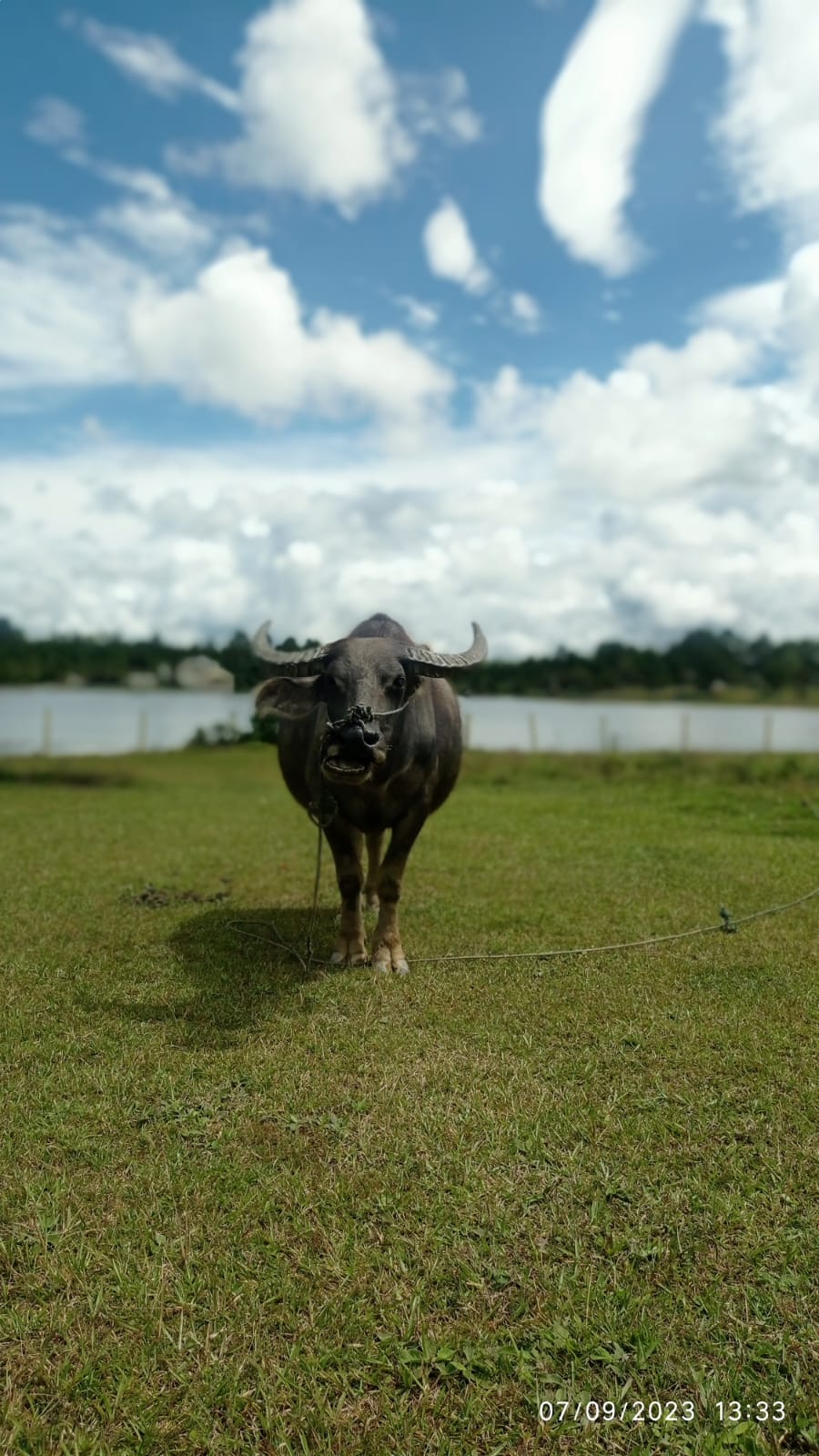 Water buffalo grazing on a lakeside meadow at Lake Toba